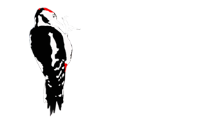 spotted woodpecker